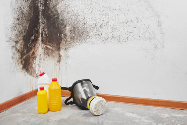 Best Emergency Mold Removal  in Kraemer, LA