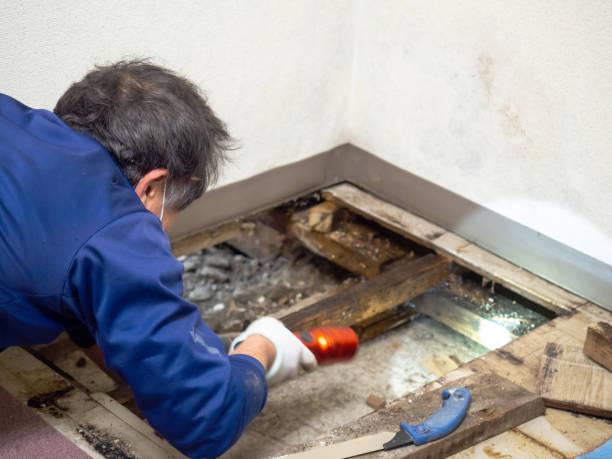 Best Home Mold Removal  in Kraemer, LA