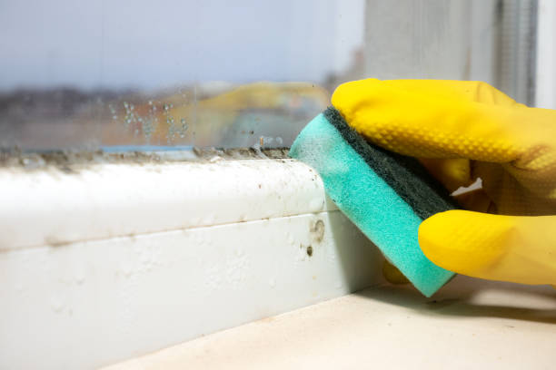 Best Professional Mold Removal  in Kraemer, LA
