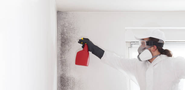 Best Office Mold Removal Services  in Kraemer, LA