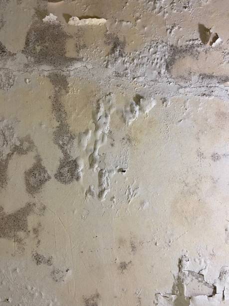Best Attic Mold Removal  in Kraemer, LA