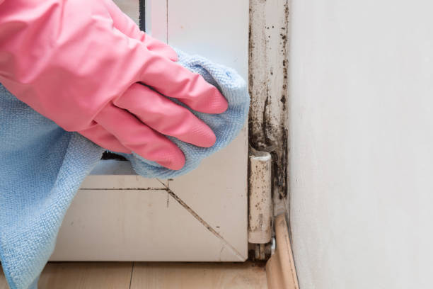 Best Home Mold Removal  in Kraemer, LA