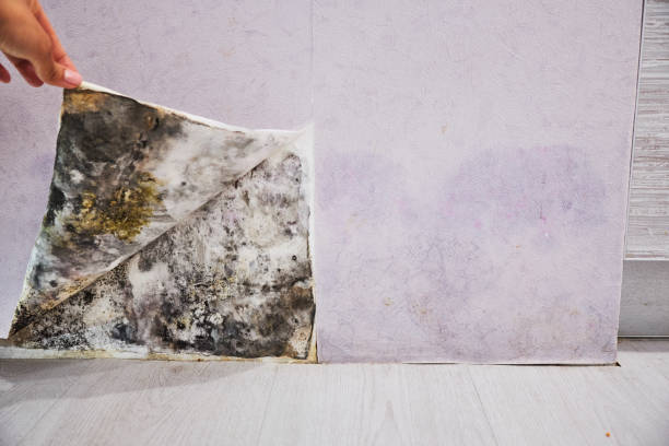 Home Mold Removal in Kraemer, LA